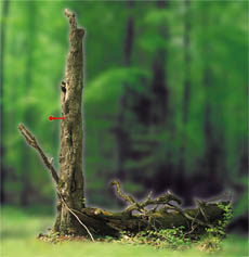 [photo placement sur l'arbre]